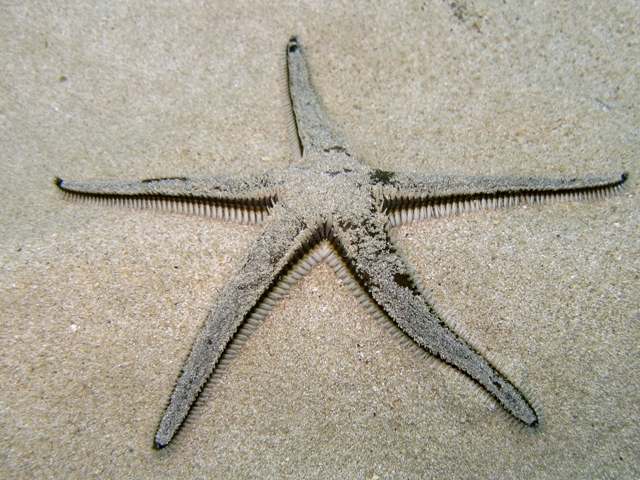 Astropecten bispinosus (Otto, 1823)